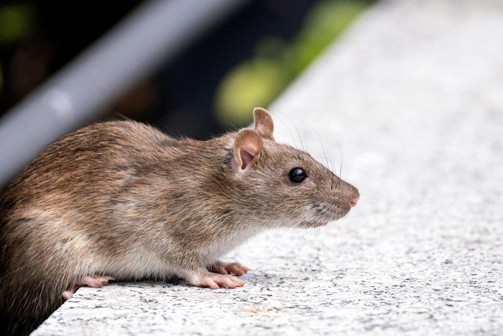 Hantavirus South Africa: What You Need to Know About Rodent-Borne Risks